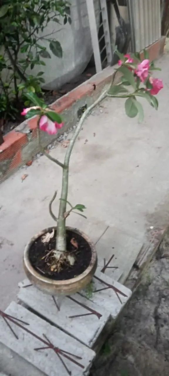 Rosa do Deserto - Foto 2