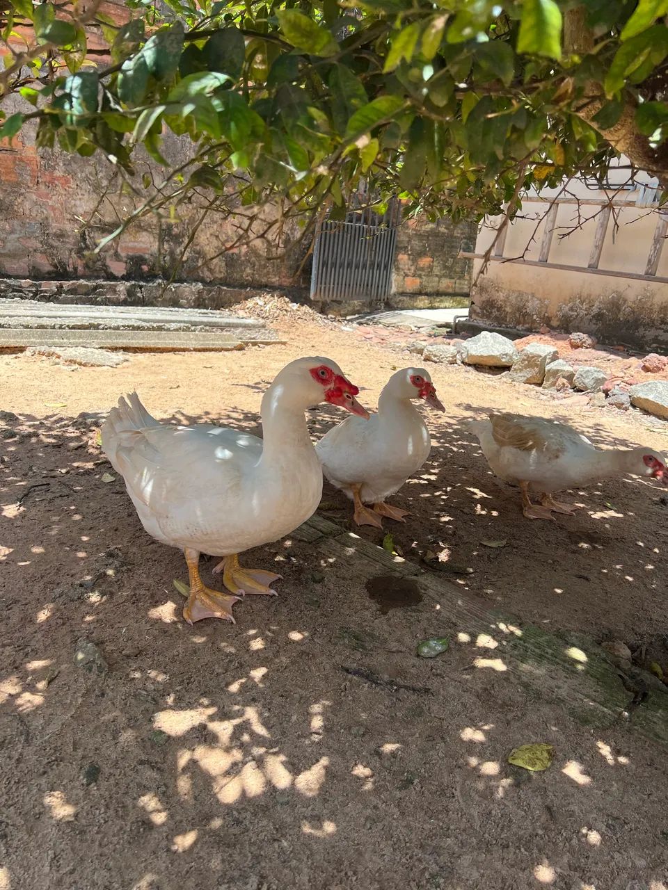 Patos  - Foto 3