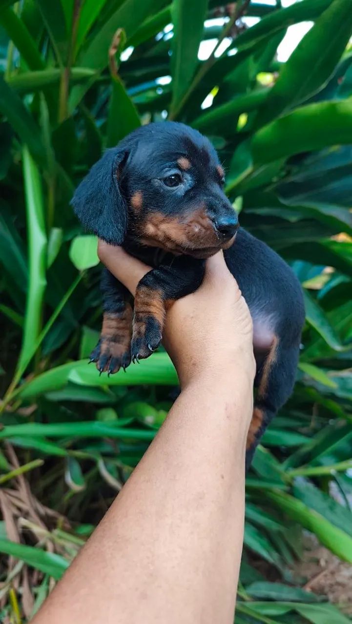 Casal de dachshund  - Foto 5