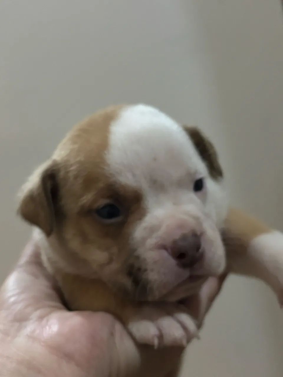 Cachorro  - Foto 5