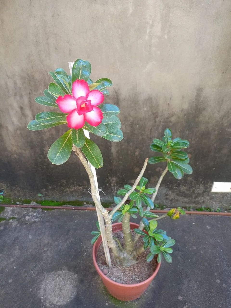 Rosa do deserto  - Foto 2