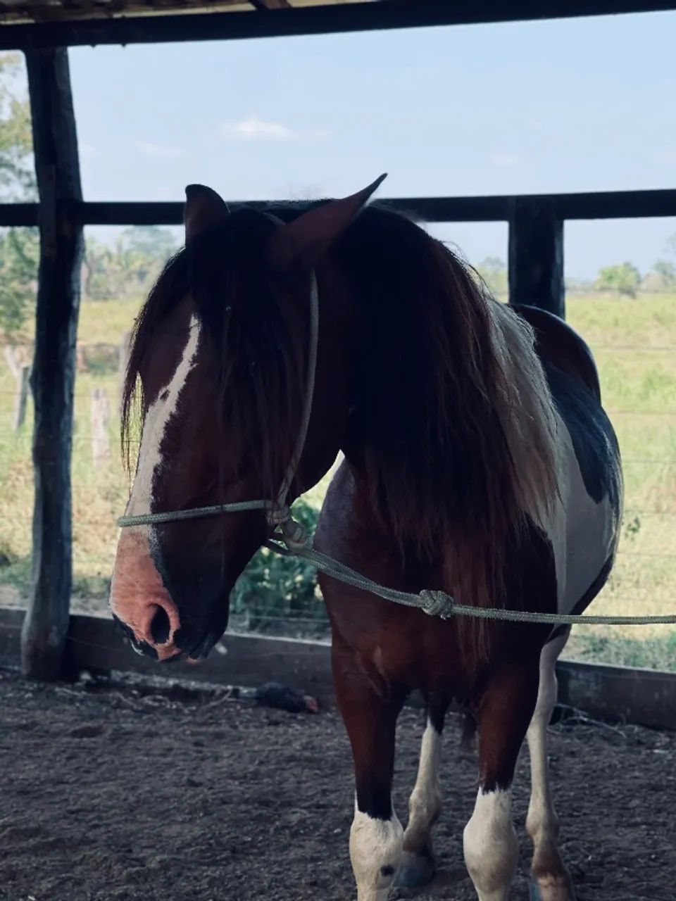 Cavalo - Foto 3