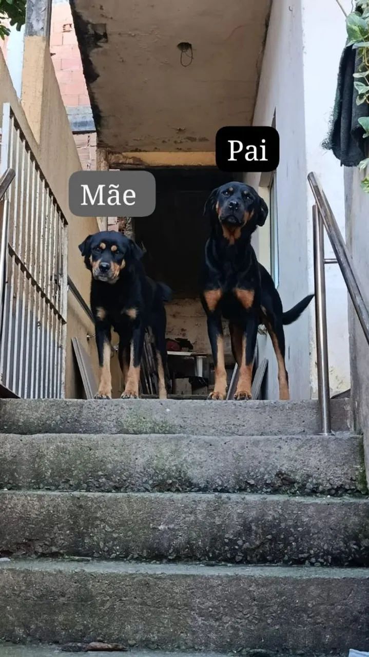 Filhote de rottweiler Americano  - Foto 3