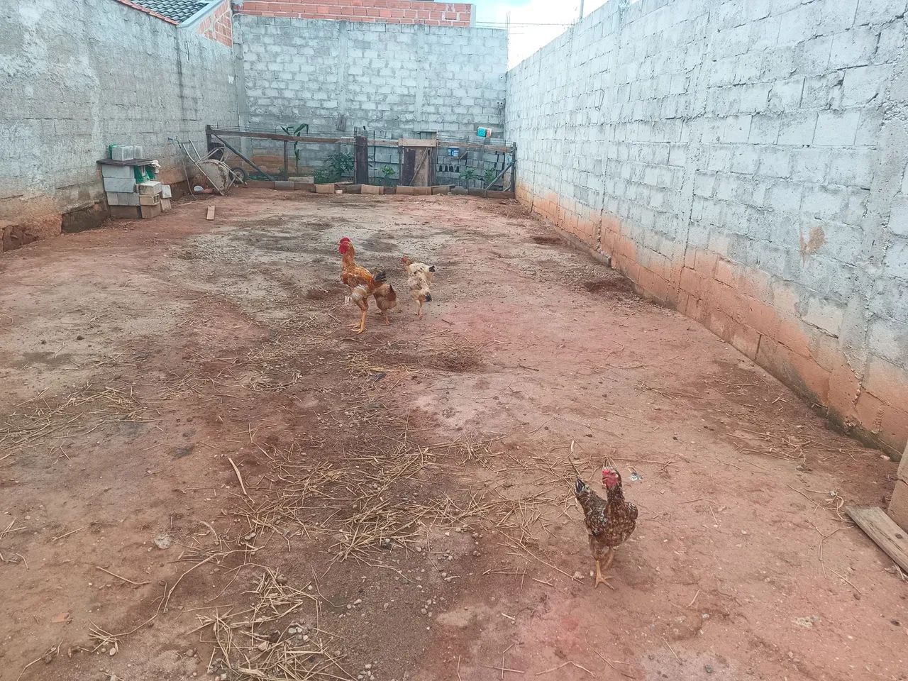 Vendo galinhas  - Foto 6