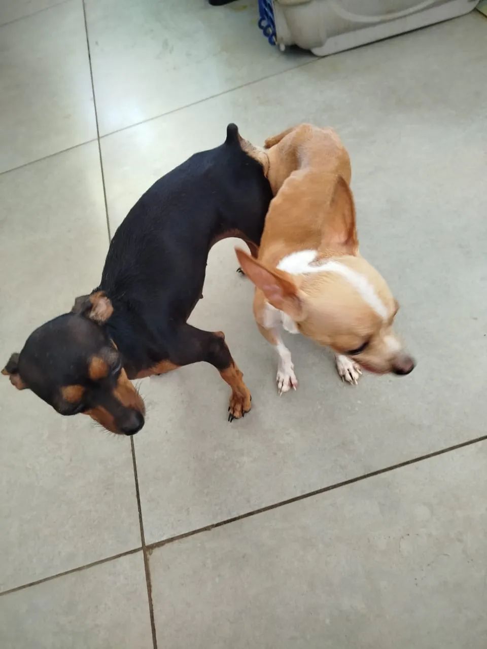 Cachorro - Foto 2