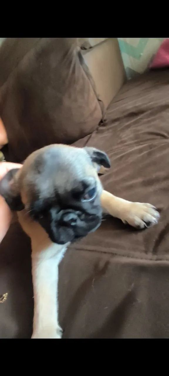 Pug - Foto 4