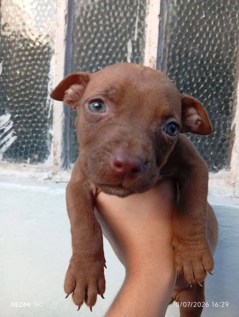 Filhotes de Pitbull  - Foto 2