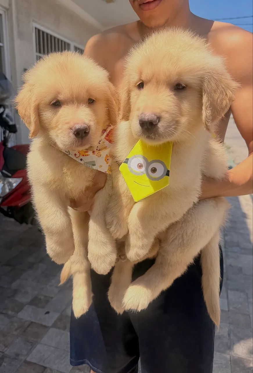 Golden Retriever  - Foto 3