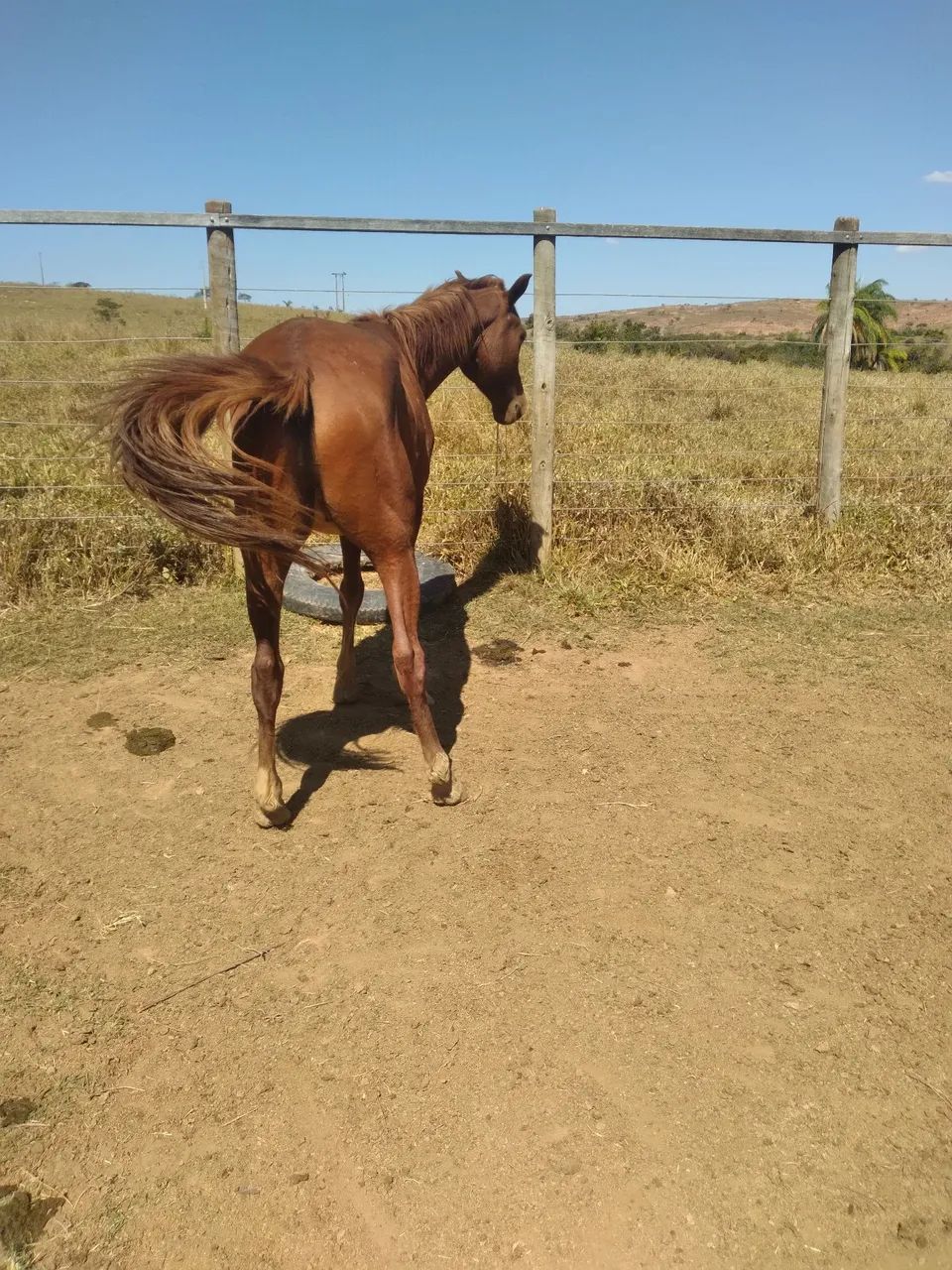 Cavalo 1/2  Sangue Harabe. - Foto 5
