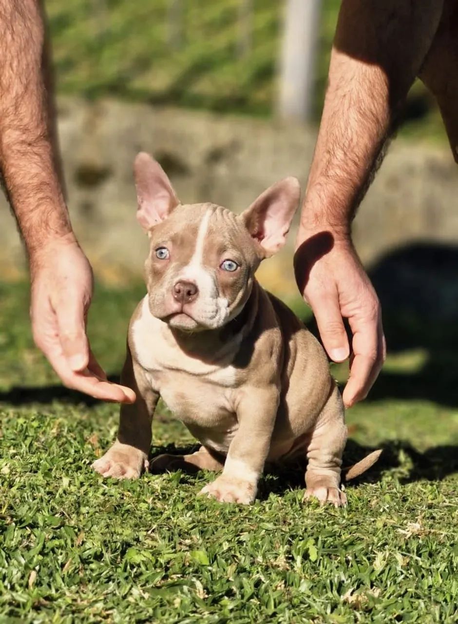American bully - Foto 3