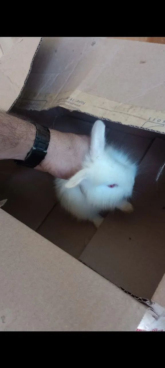 Vendo coelhos! Passo cartão! - Foto 3