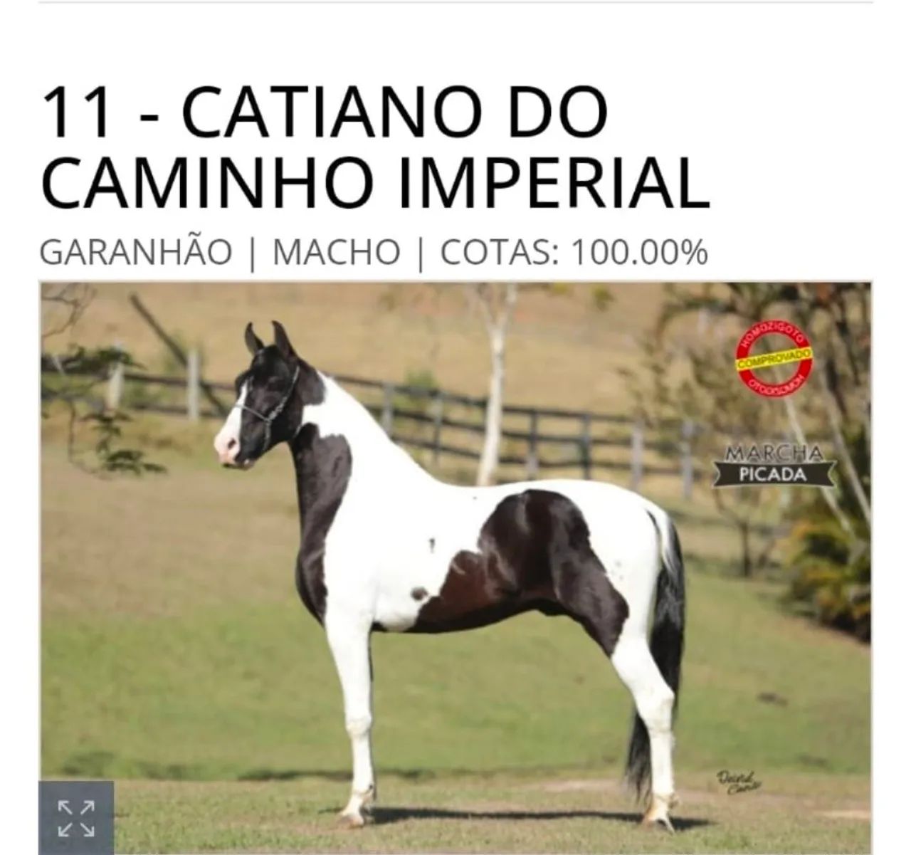 Vendo potra pampa de preto mestiça de Mangalarga - Foto 3