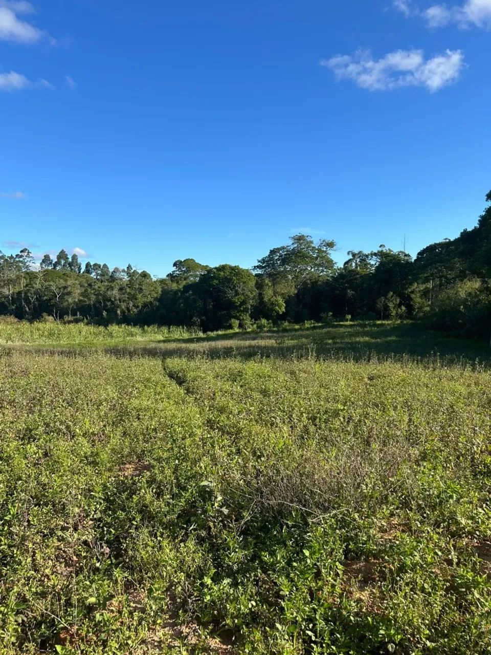 Imóvel para venda com 500 metros quadrados em Centro - Cotia - SP - Foto 2