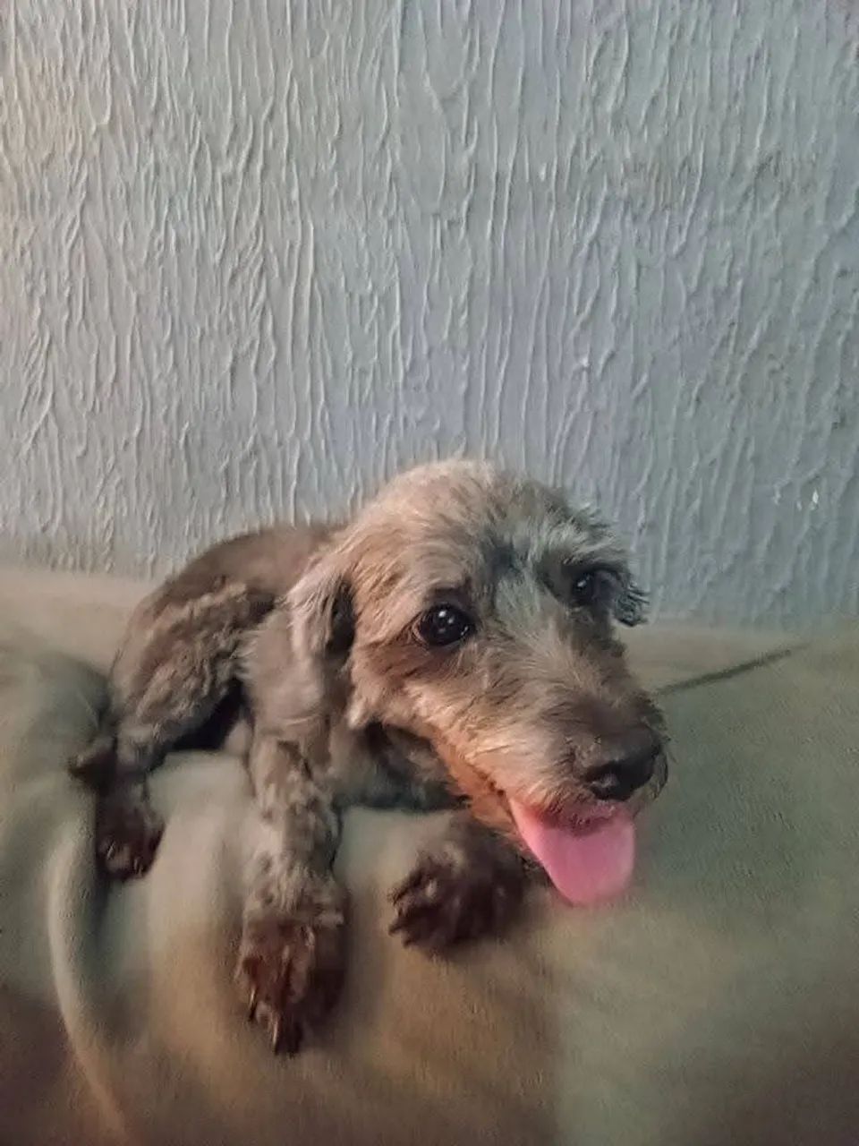 Doação dessa cachorrinha! - Foto 2