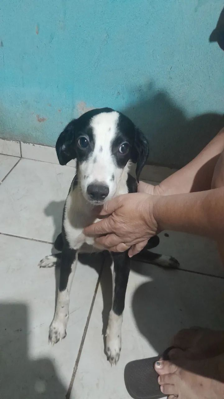 ADOÇÃO RESPONSÁVEL.  - Foto 2