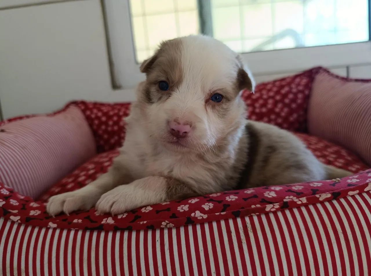 Filhotes de Border Collie 