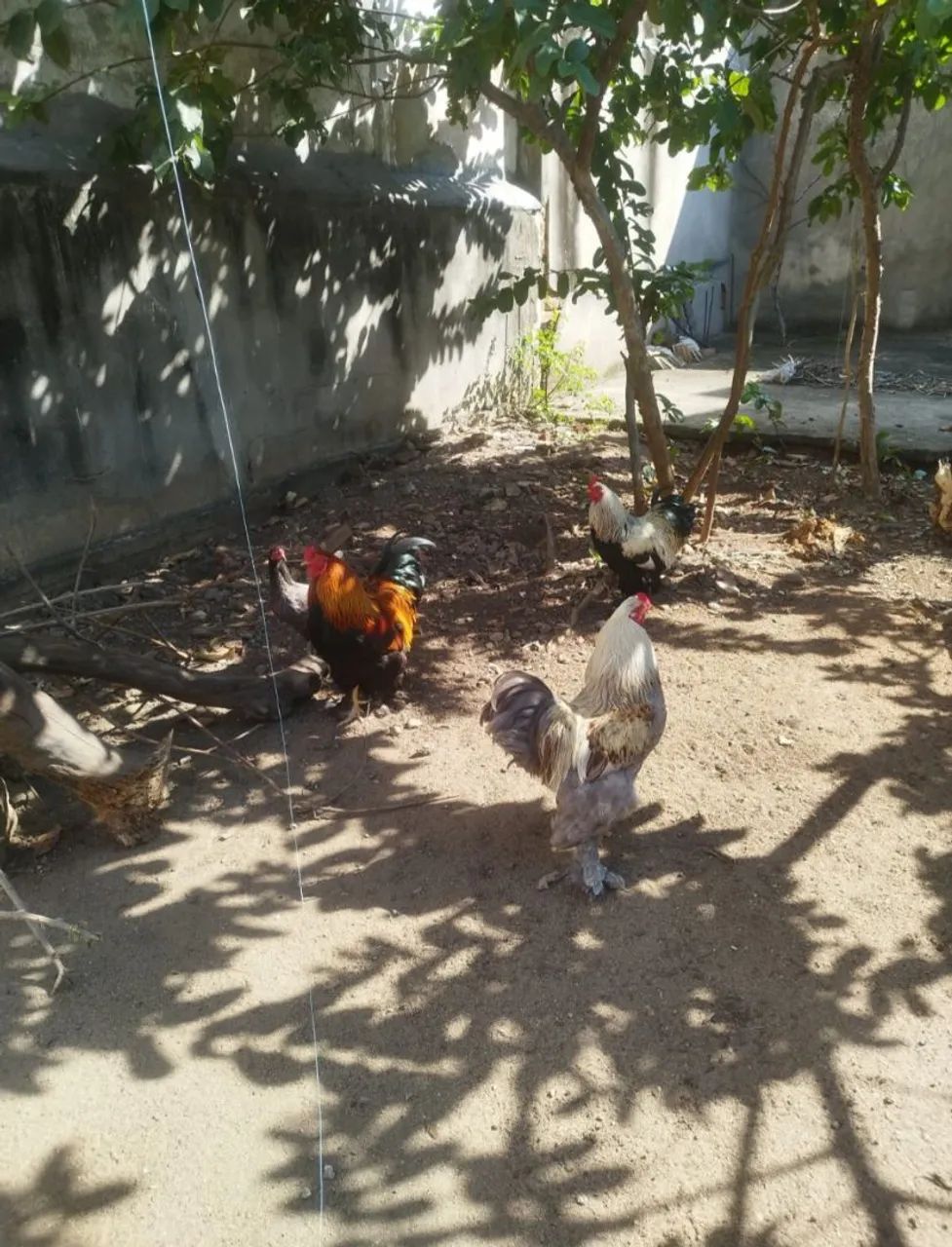 Vendo Galos