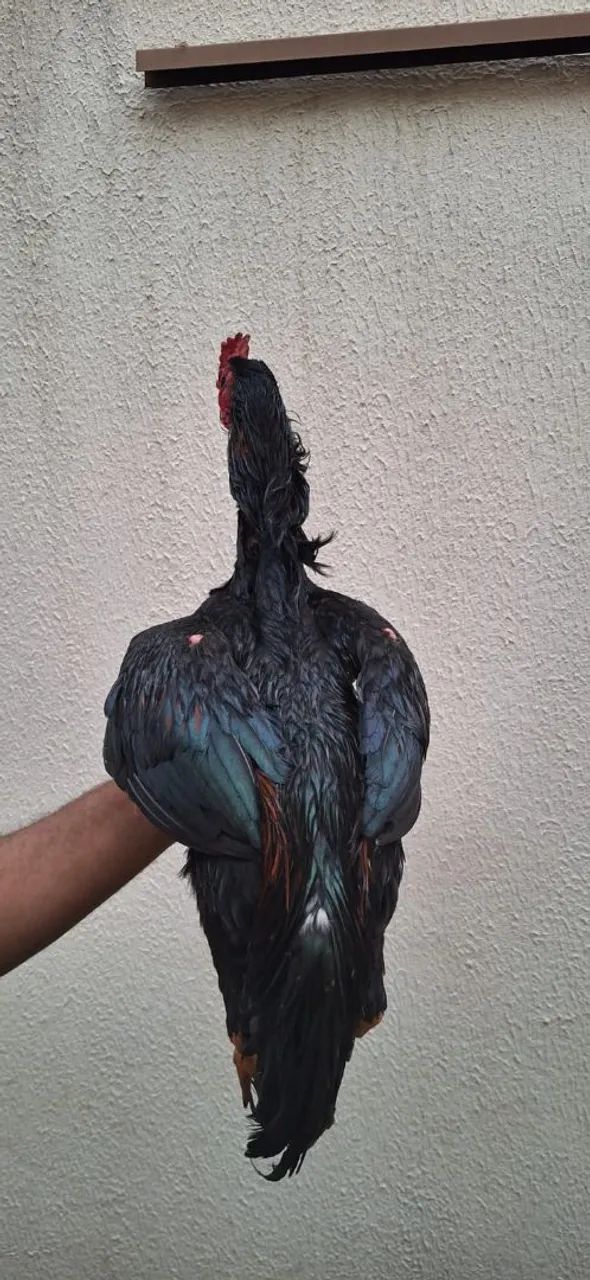 Frango  - Foto 5