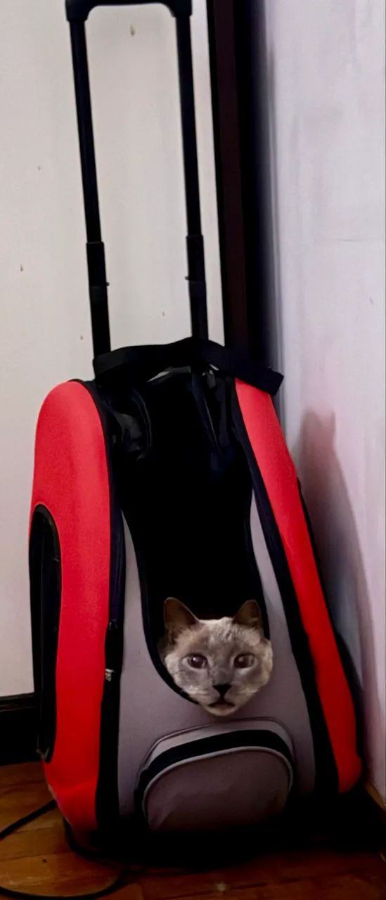 Carrinho de transporte para pets - Foto 3