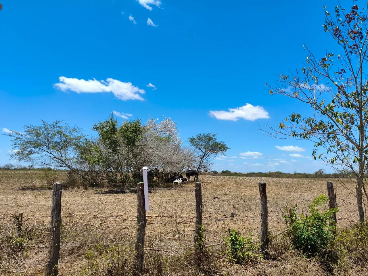 Terreno em Feira Nova  - Foto 4