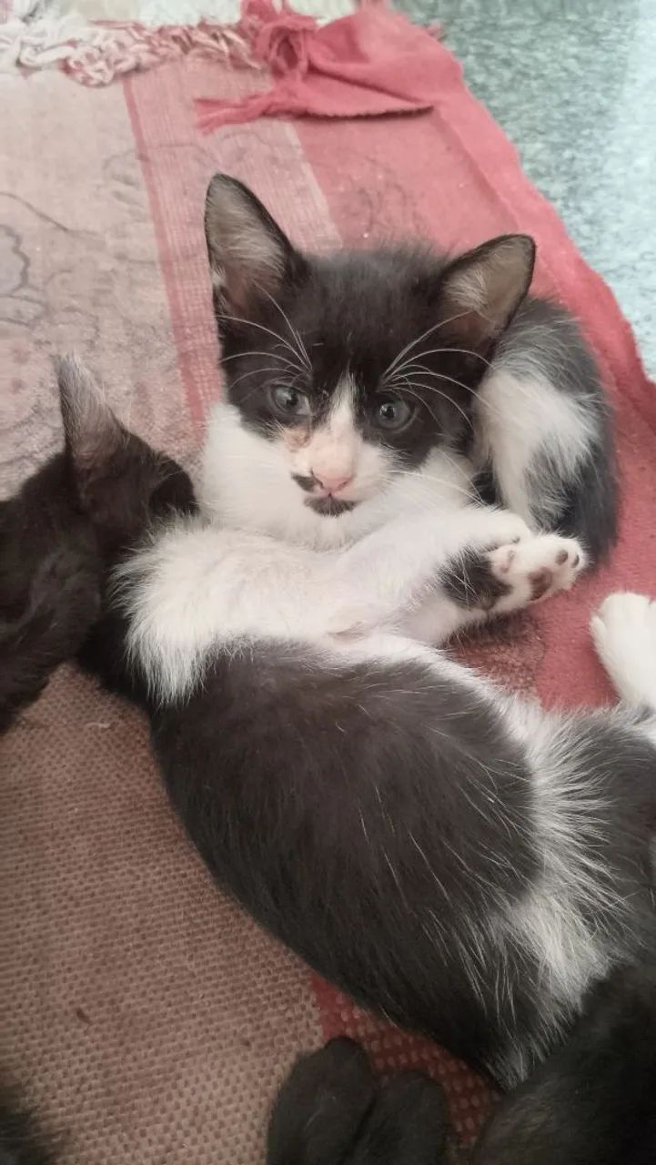 Doação de gatinhos - Foto 4