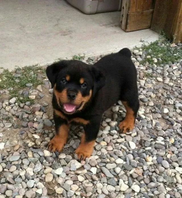 Filhotes de Rottweiler o poder esta em suas mãos!