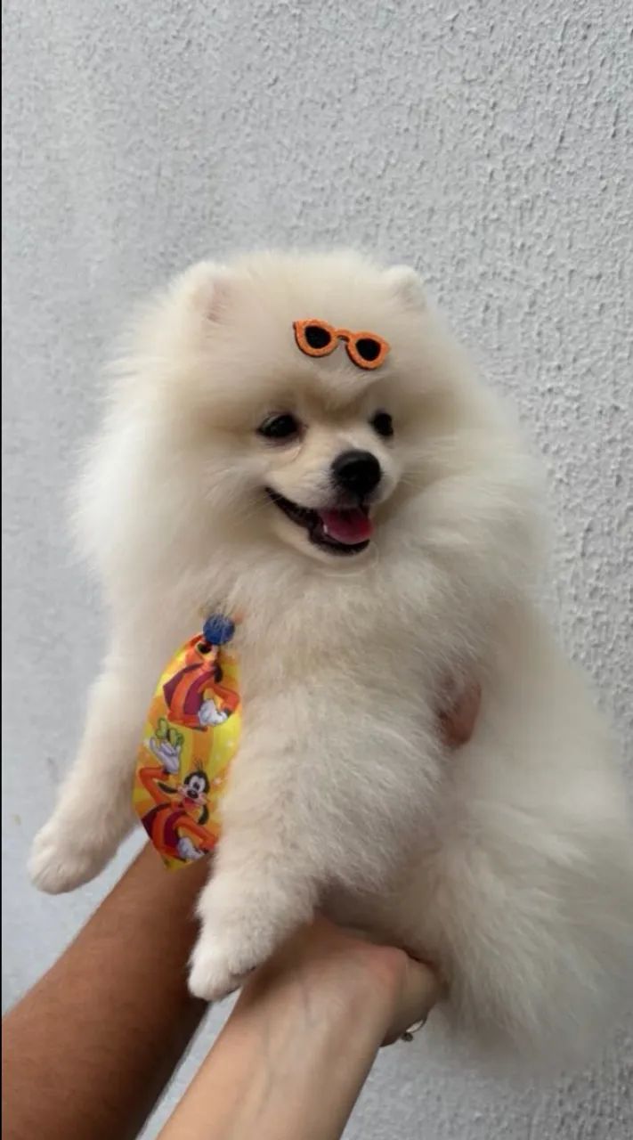 Spitz alemão  - Foto 2