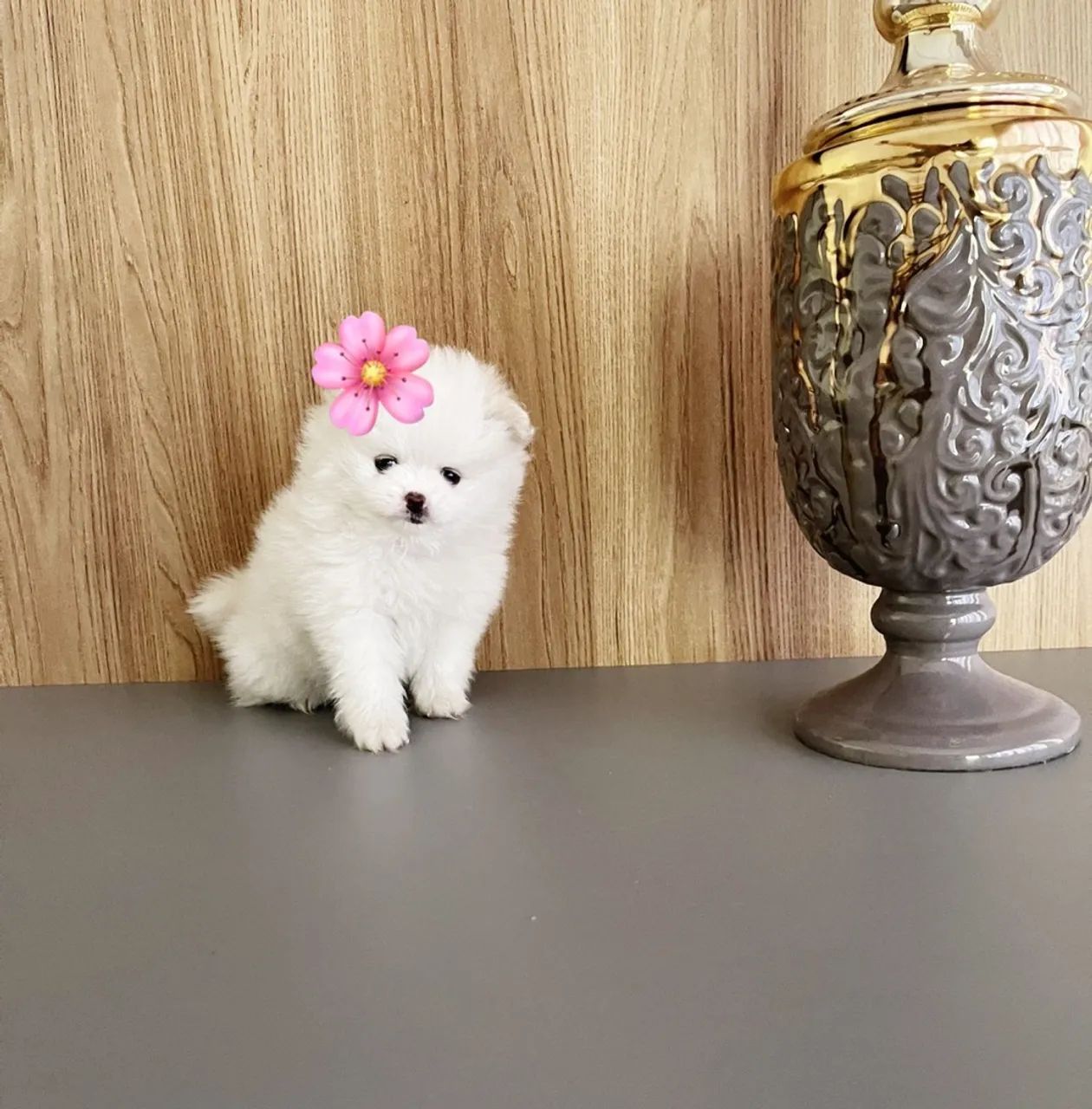 Spitz alemão  - Foto 3
