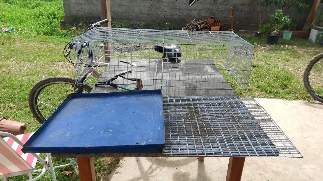 Pinteiro pra vender aceito troca  - Foto 3