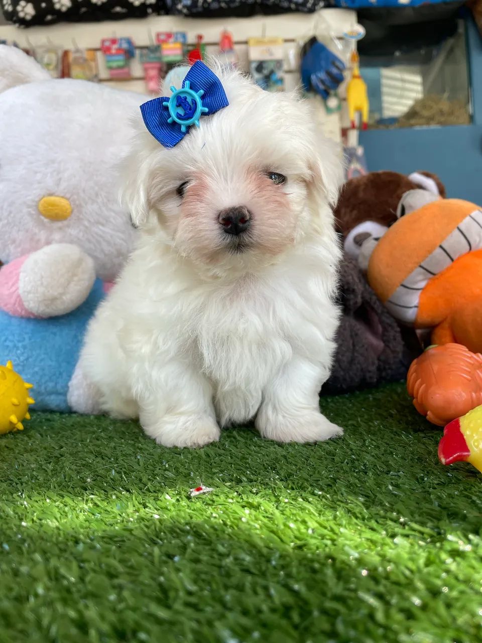 Maltês machinho disponível!! - Foto 3