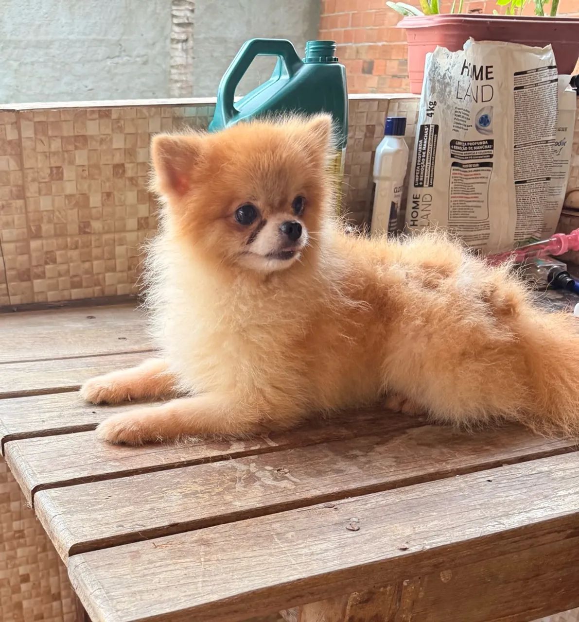 Spitz alemão macho  - Foto 2