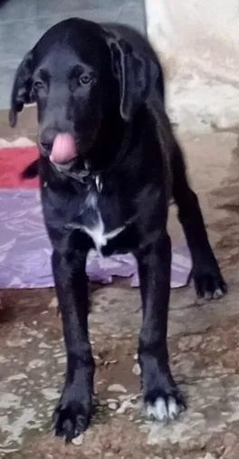 Doação de cachorro Macho castrado