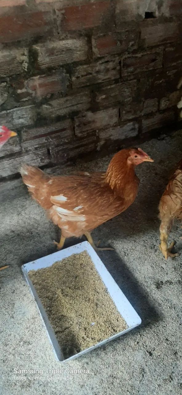 Galinhas da terra - Foto 2