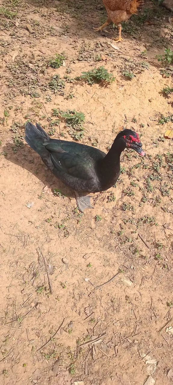 Patos disponível  - Foto 2