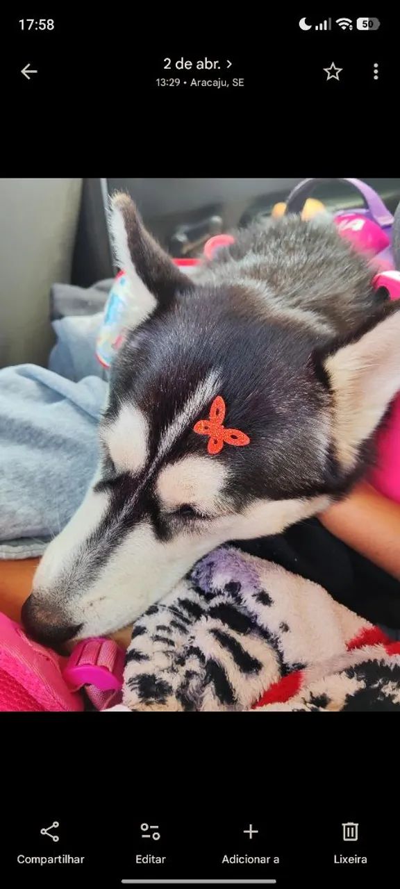 Vendo husky fêmea  - Foto 3