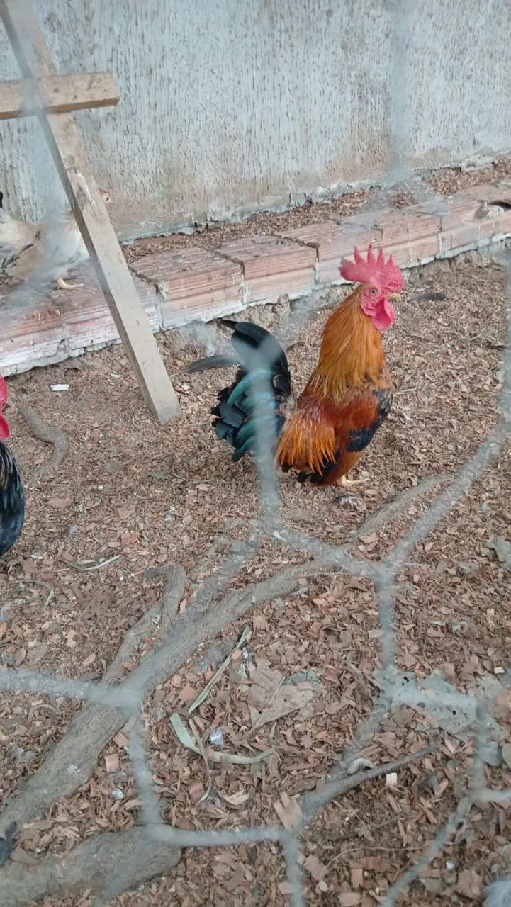 Galinhas garninzé 