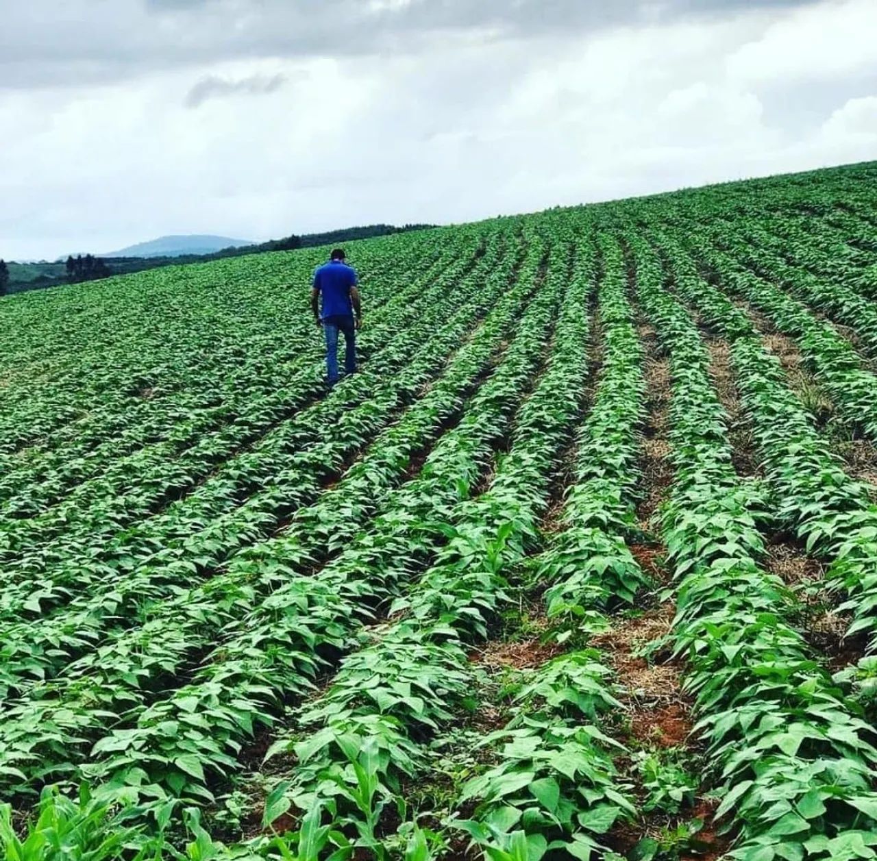 FAZENDA CENTENÁRIA  - Foto 4