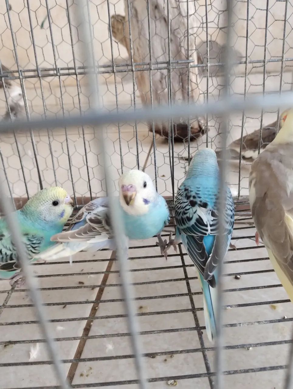 Gaiolas 