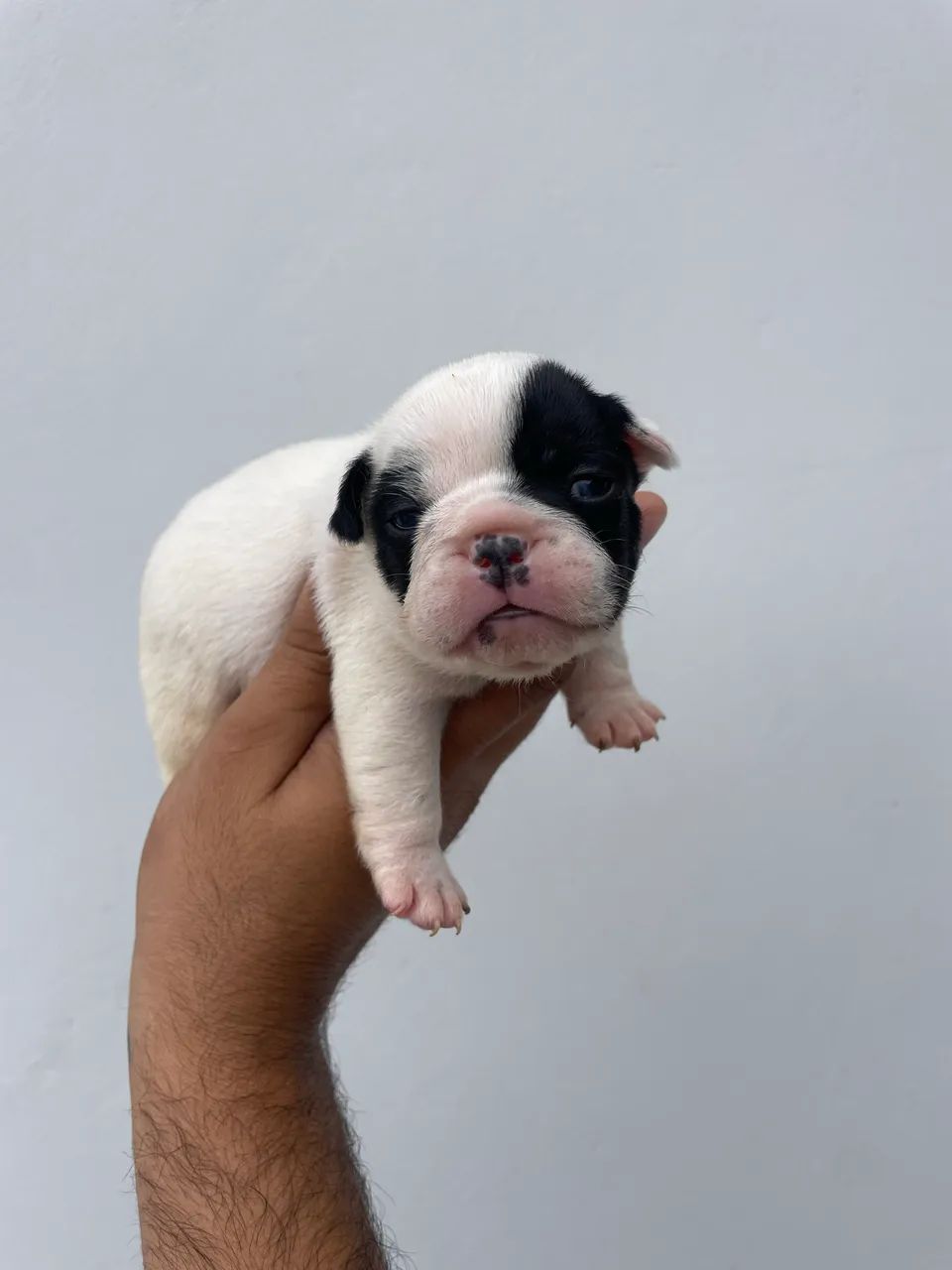 Bulldog francês  - Foto 3
