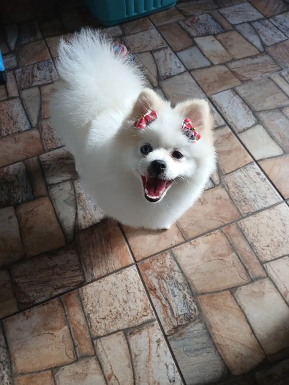 Lulu da pomerane - Foto 4