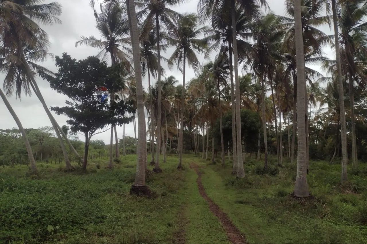 sítio em marechal 12.019,00 de área total . - Foto 5