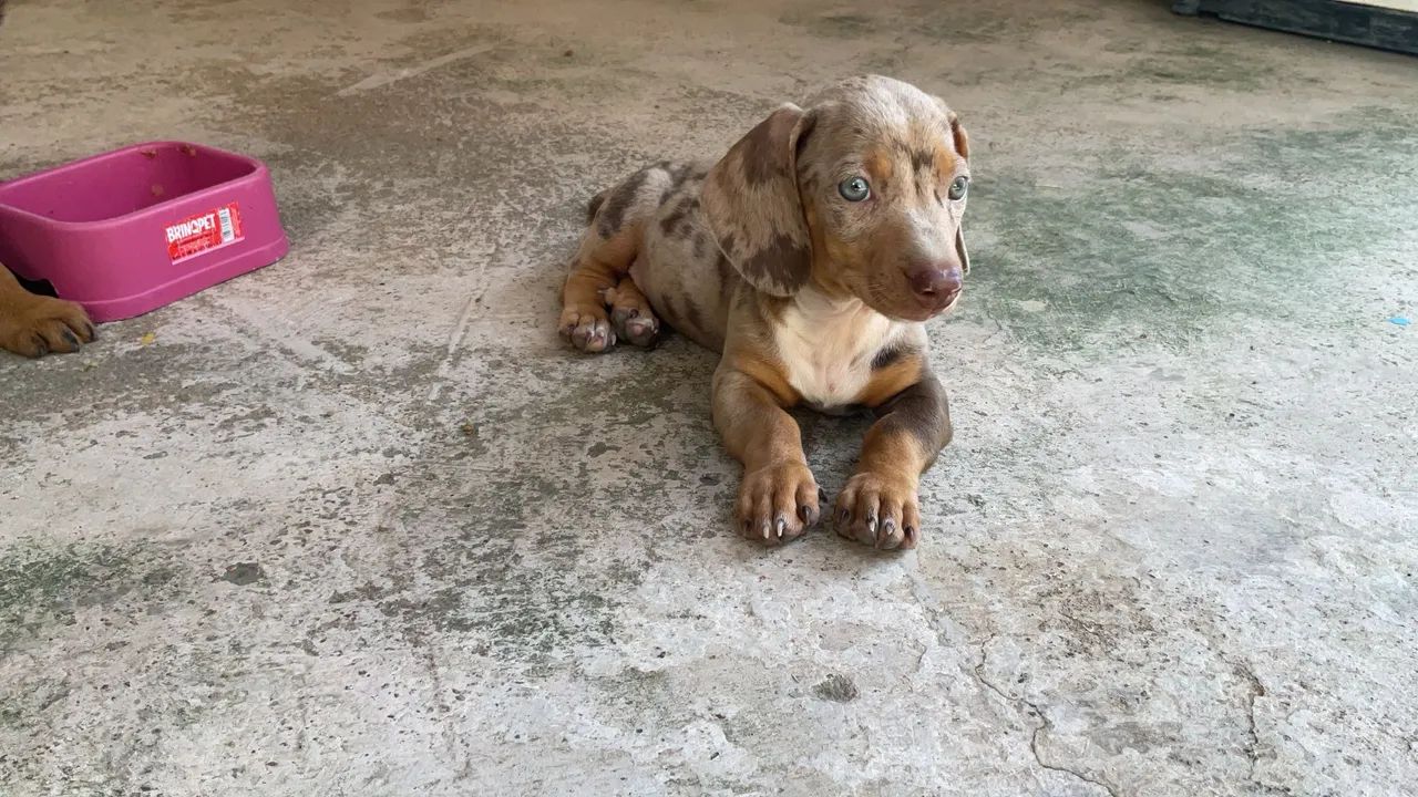 Dachshund Chocolate Merle 