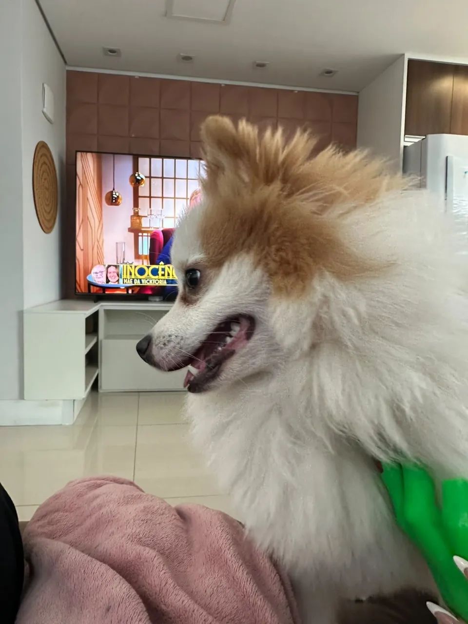  Namorada  para meu Max  - Foto 4