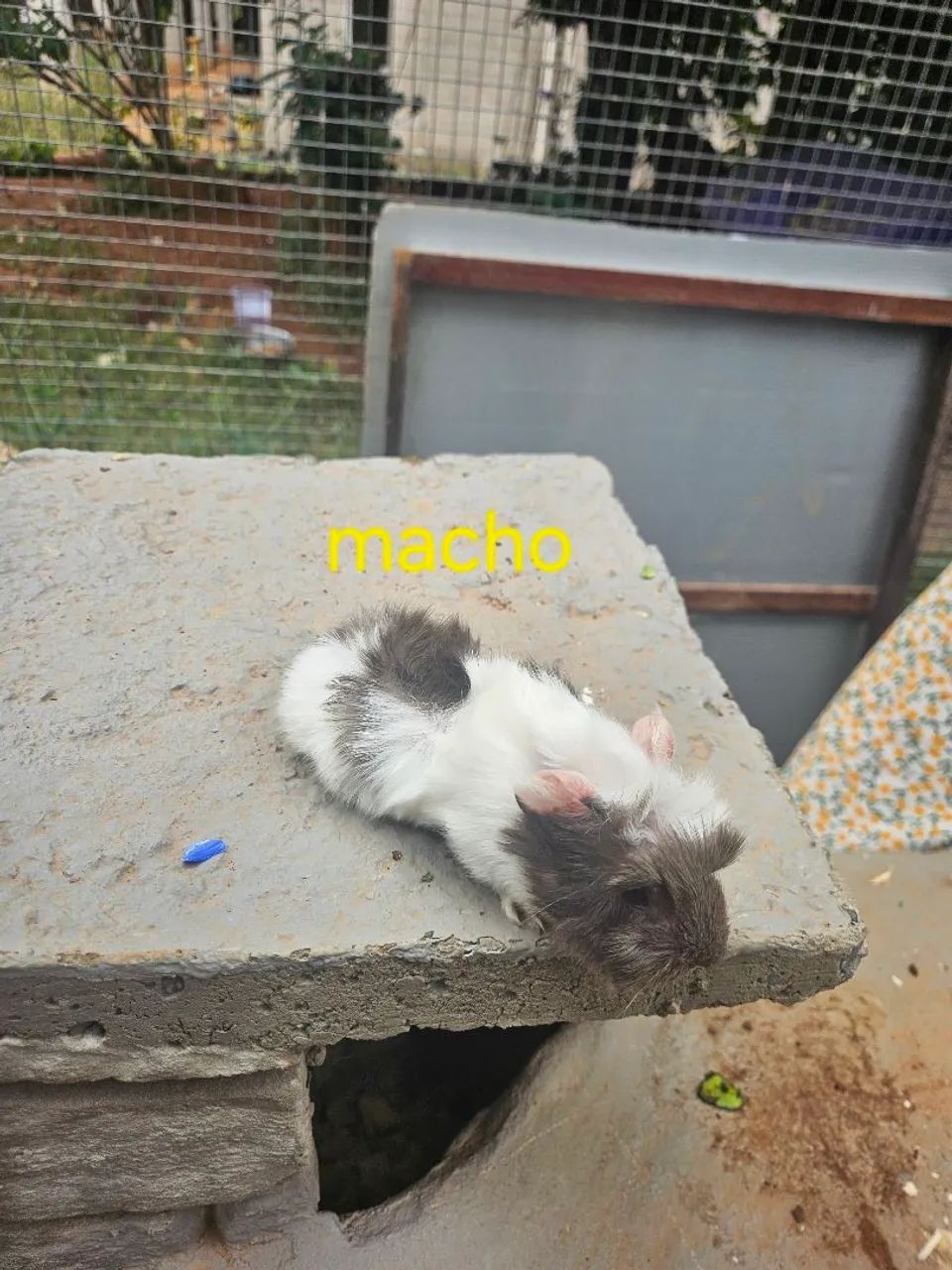 Porquinho da india - Foto 5