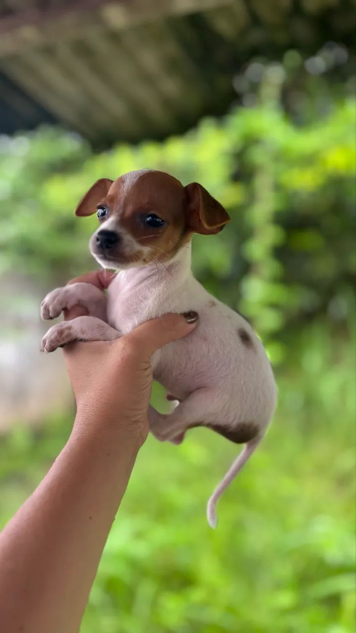 Pinscher macho bicolor