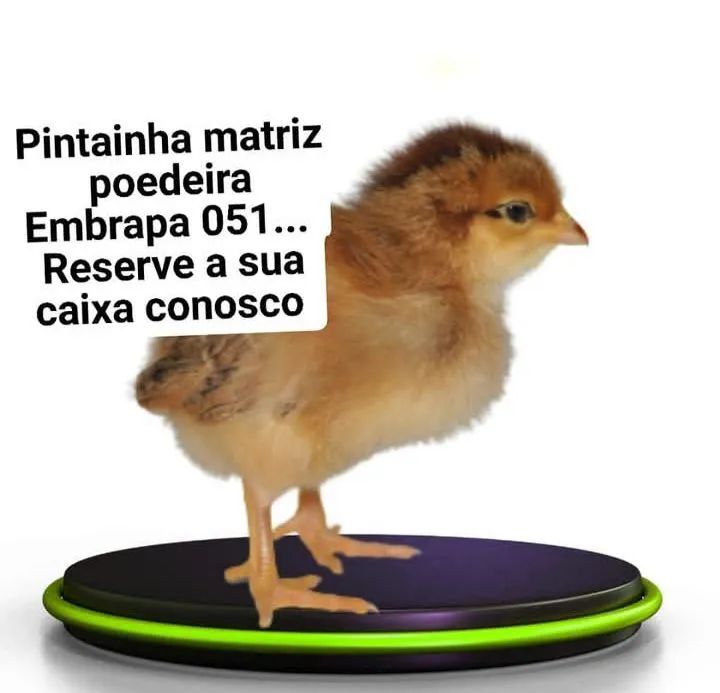 Poedeiras Embrapa 051 - Foto 5
