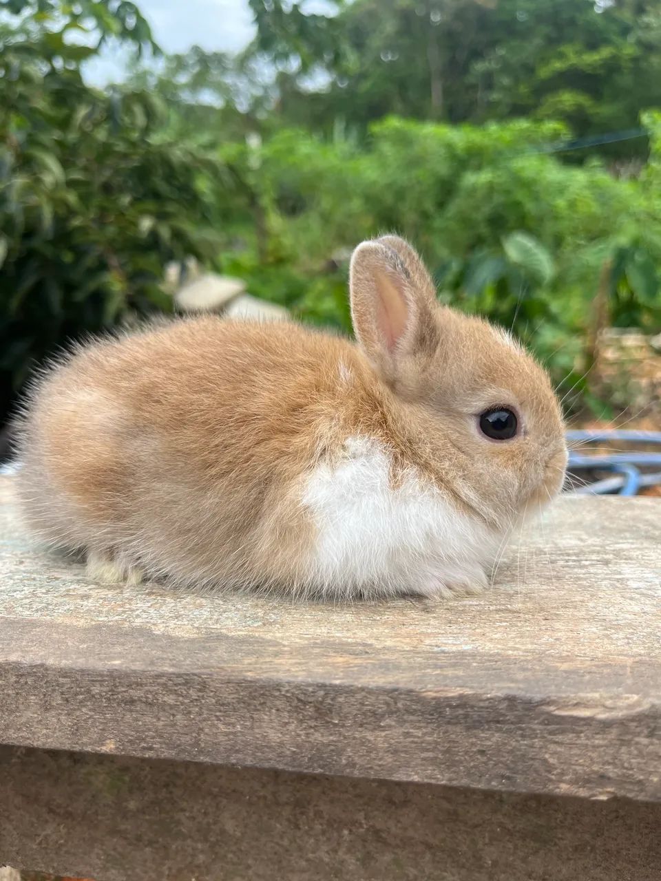 Mini coelho  - Foto 4