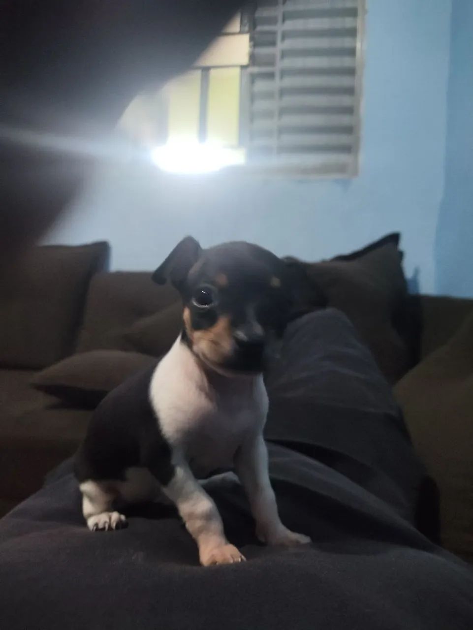 Pinscher  - Foto 2