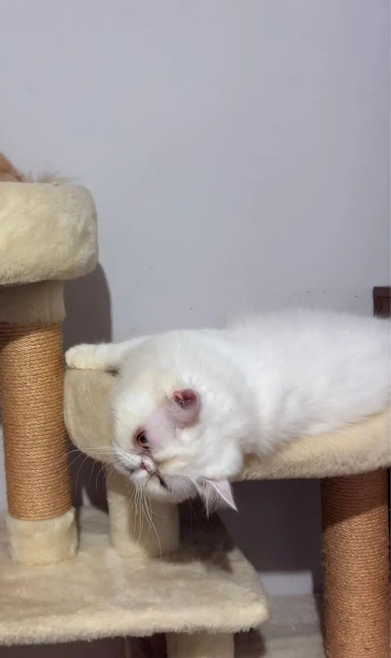 Gato persa macho  - Foto 3