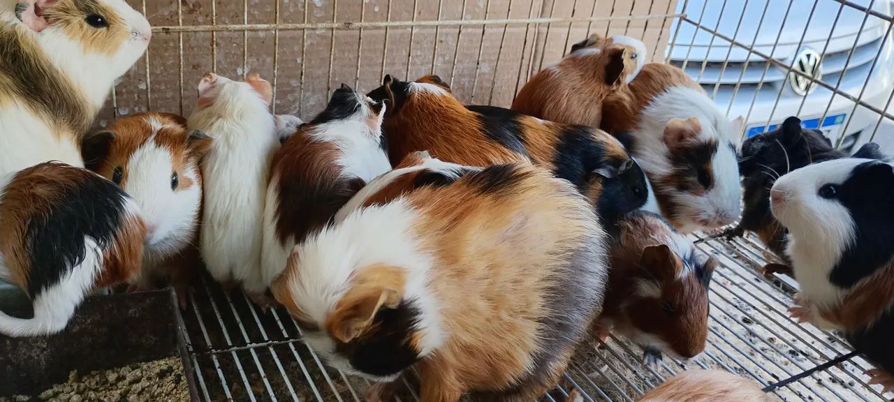 Vendo porquinhos da índia  - Foto 4